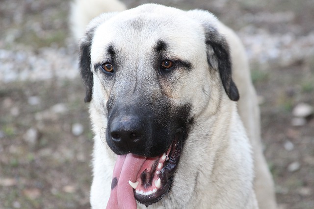 Kangal 캉갈