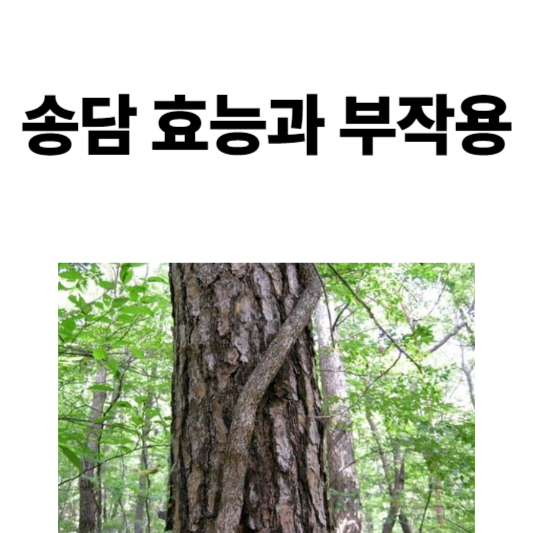 송담 효능과 부작용