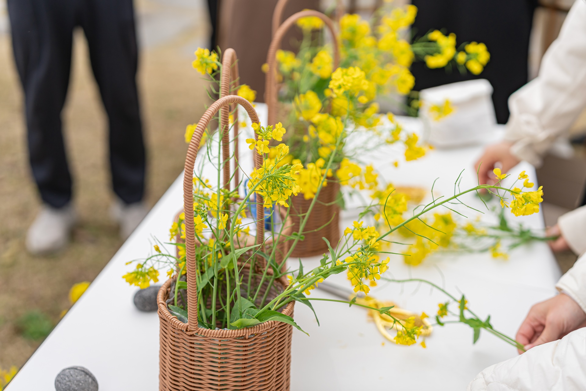 #JW가든 #JW메리어트제주 #댄싱두루미 #더플라잉호그 #아일랜드키친 #유채꽃 #제주사진 #제주여행 #제주유채꽃 #제주호텔