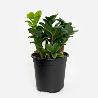 보석금전수 물주기 키우기 잎꽂이 꽃 노란잎 관리 재물운_11