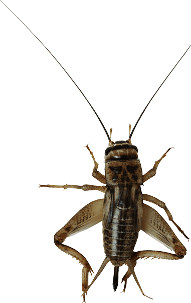 모르몬 귀뚜라미