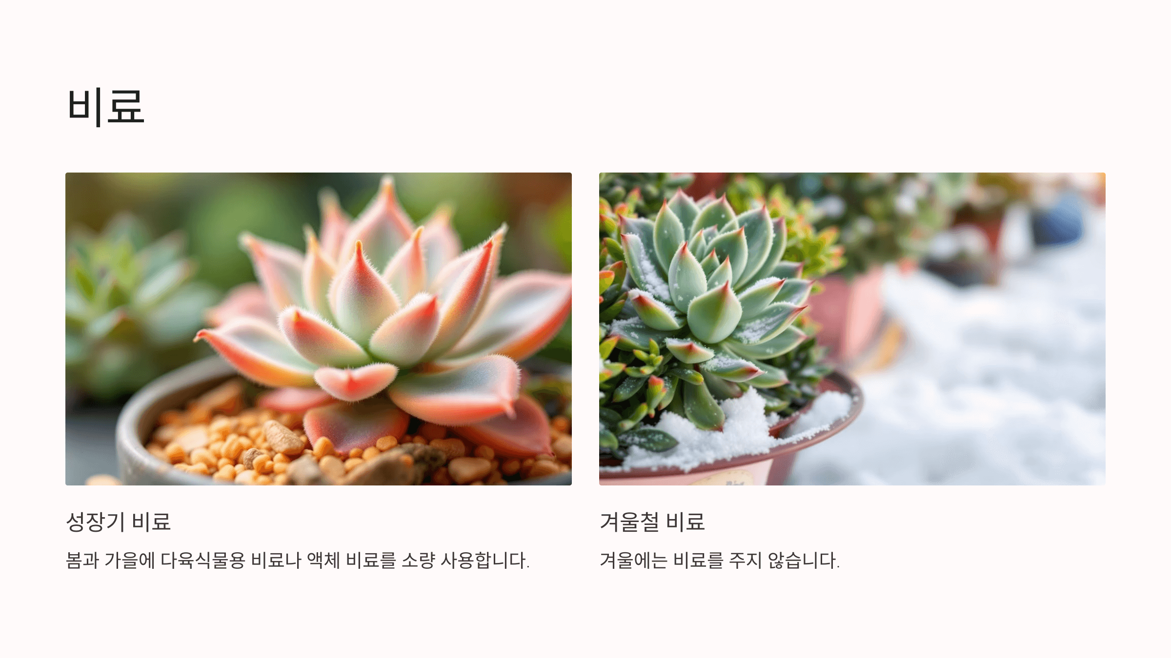 꽃기린 사진입니다.