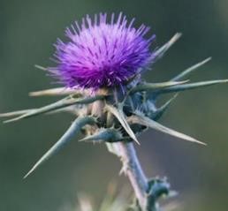 밀크씨슬 실리마린