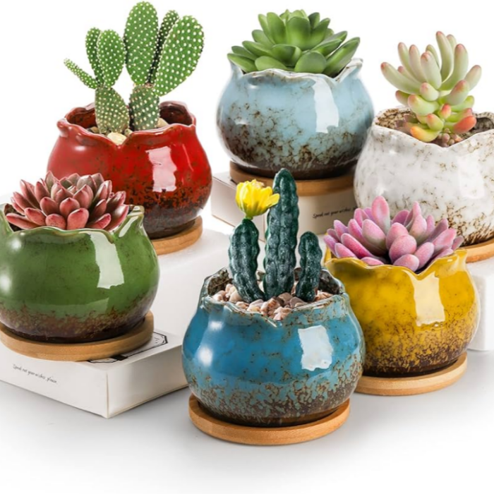 다육식물 화분 중 세라믹이나 도자기 형태