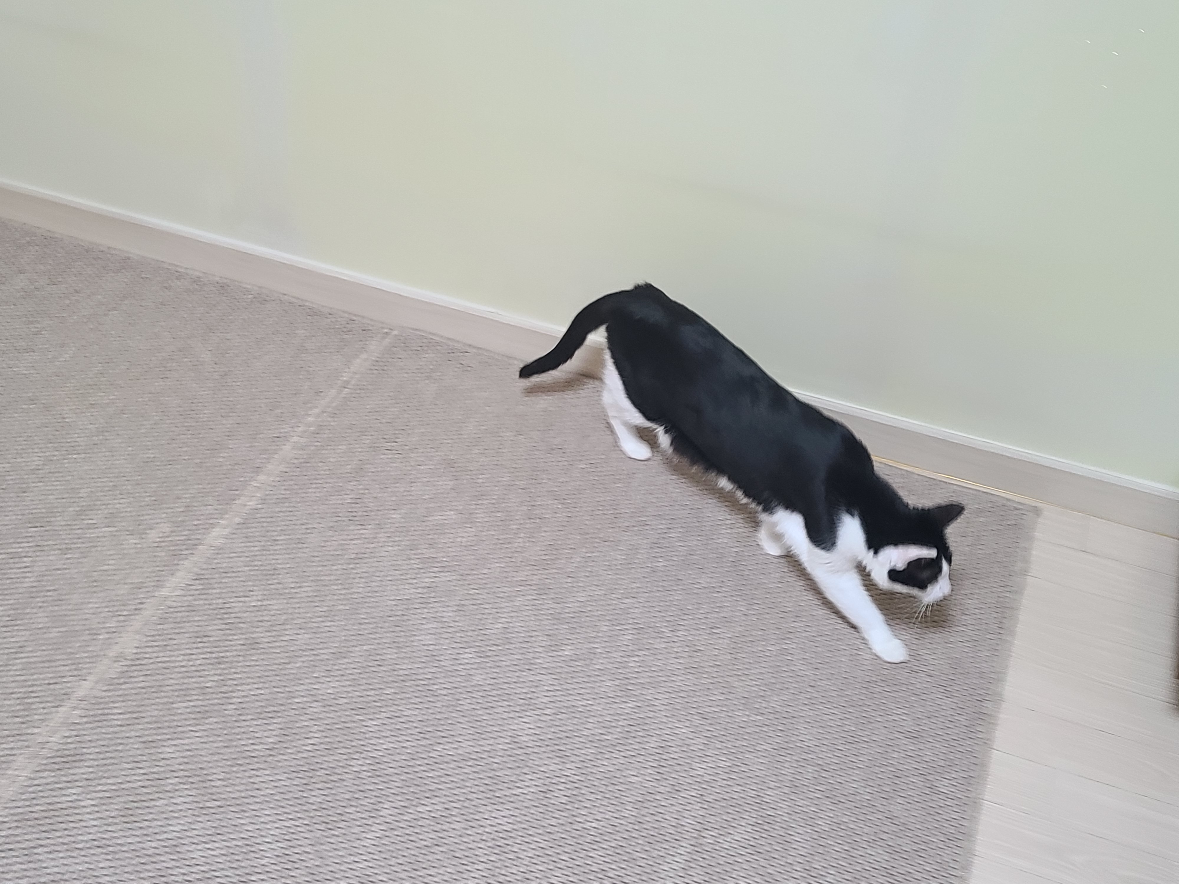 다시 다가온 아홉냥이들 화장실 모래 전체갈이!(feat.써유믹스,바우젠)