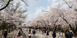 서울 벚꽃 명소