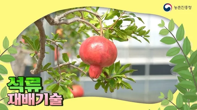 석류 재배 전정 요령 착과 관리 고온 피해 예방_4
