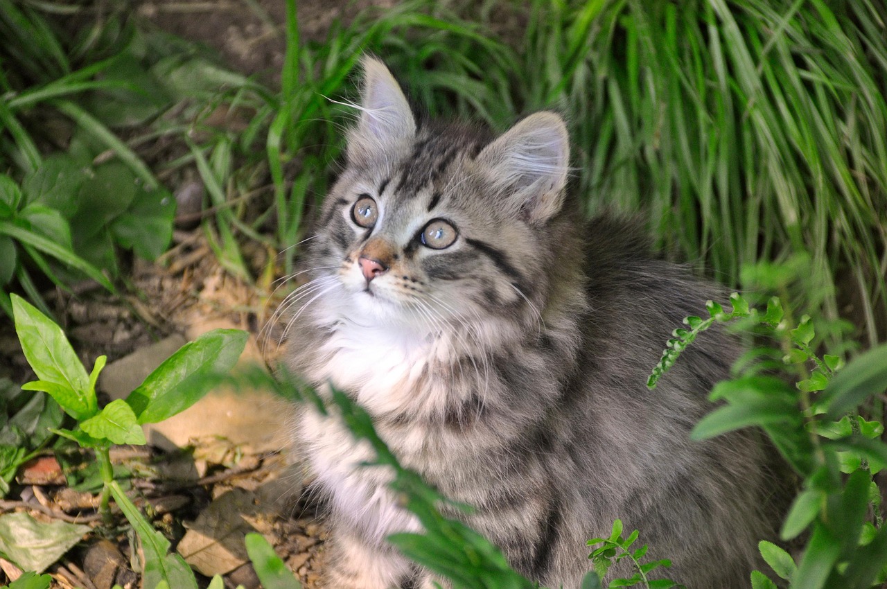 고양이 구강 건강 관리 치석 양치