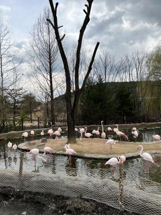 에버랜드 자유이용권 할인 최신 정보