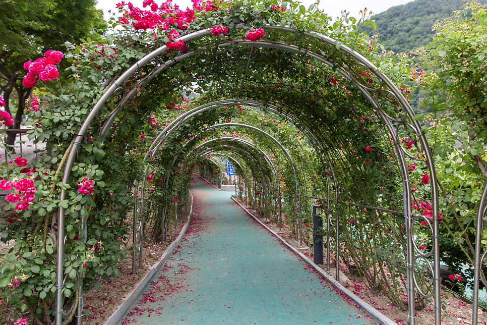 단양 소금정공원 장미터널