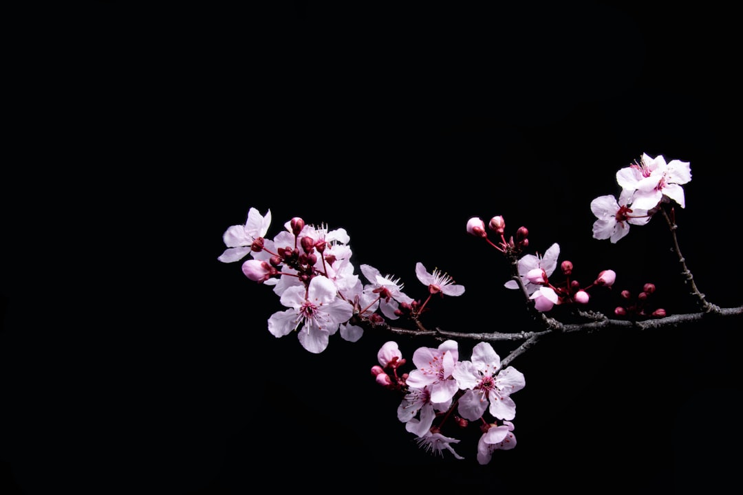 Plum blossom