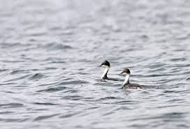 후닌 논병아리는 오염된 물에서 살 수 있을까?