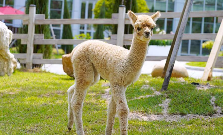 가평 베고니아 새정원