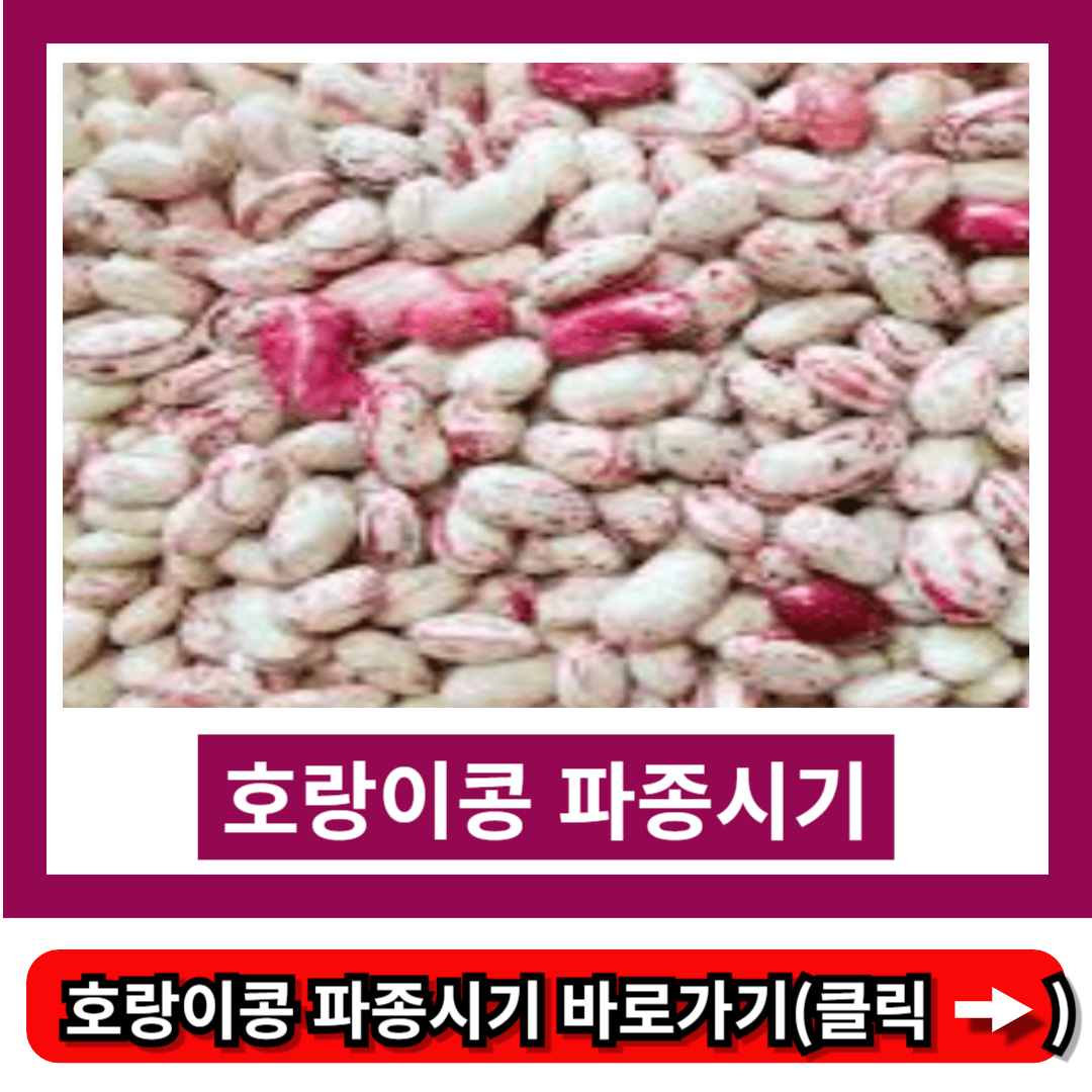 호랑이콩 파종시기