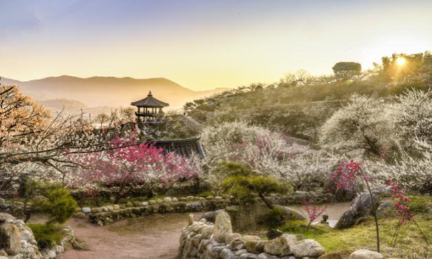 광양매화축제