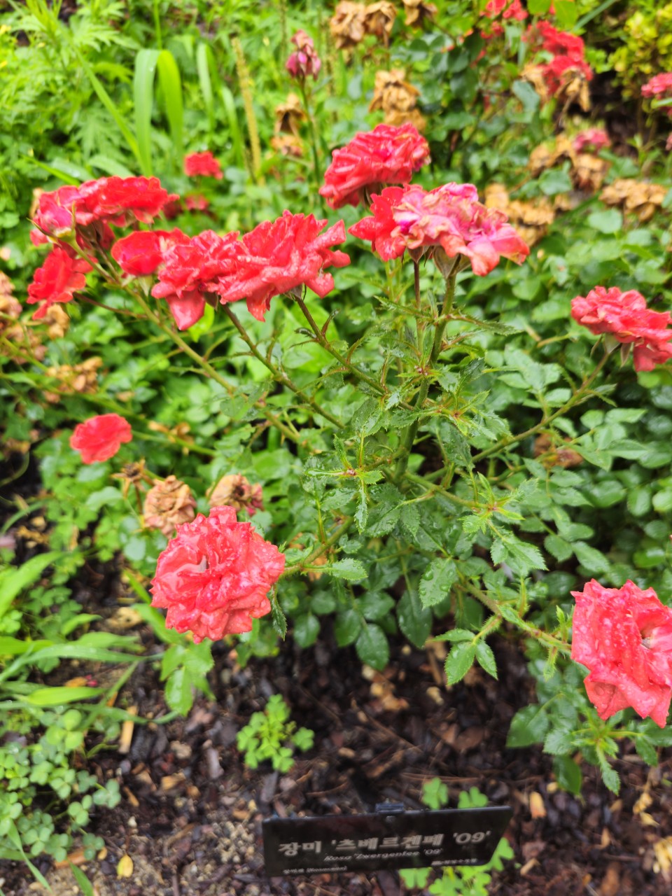 세계가 주목하는 장애인 복지 모델