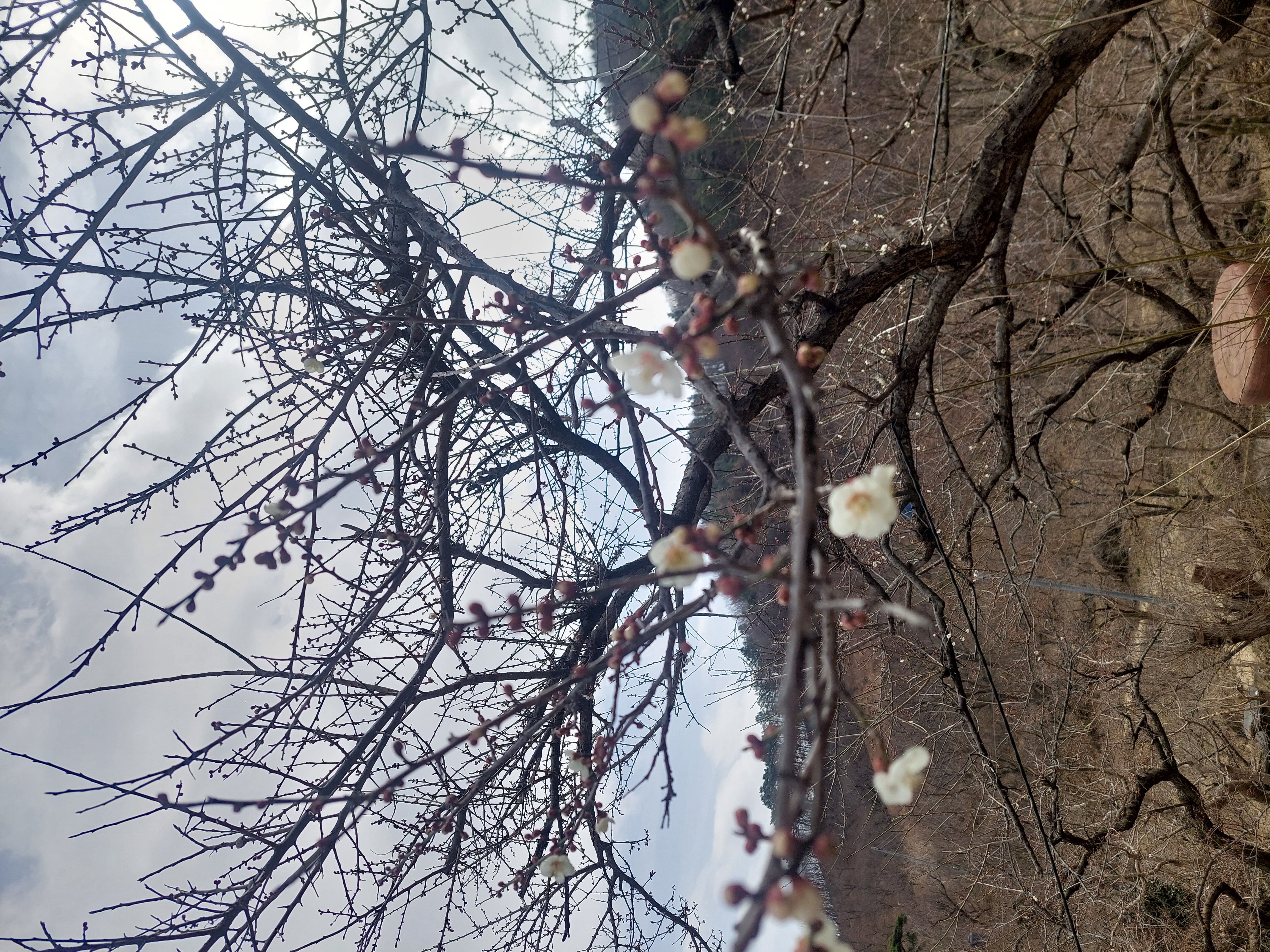 쫓비산