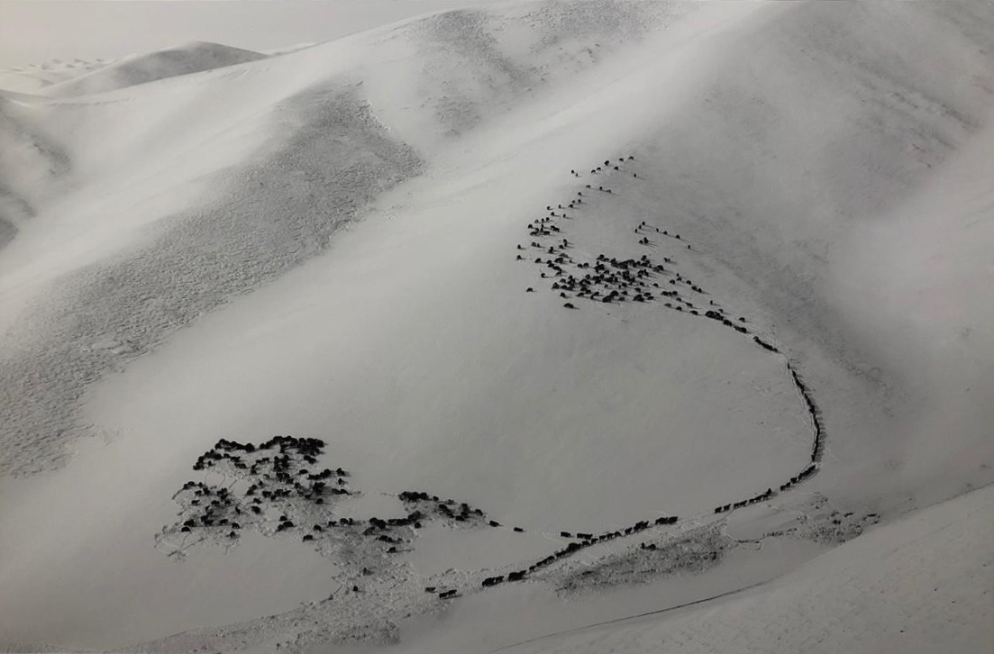 프레데릭-벅스-사진-동물떼