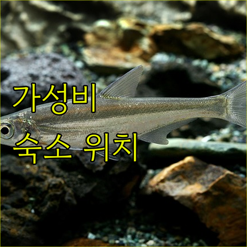 에르데크 & 반디르마 호텔 완전 분석..