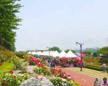 삼척 장미축제_14