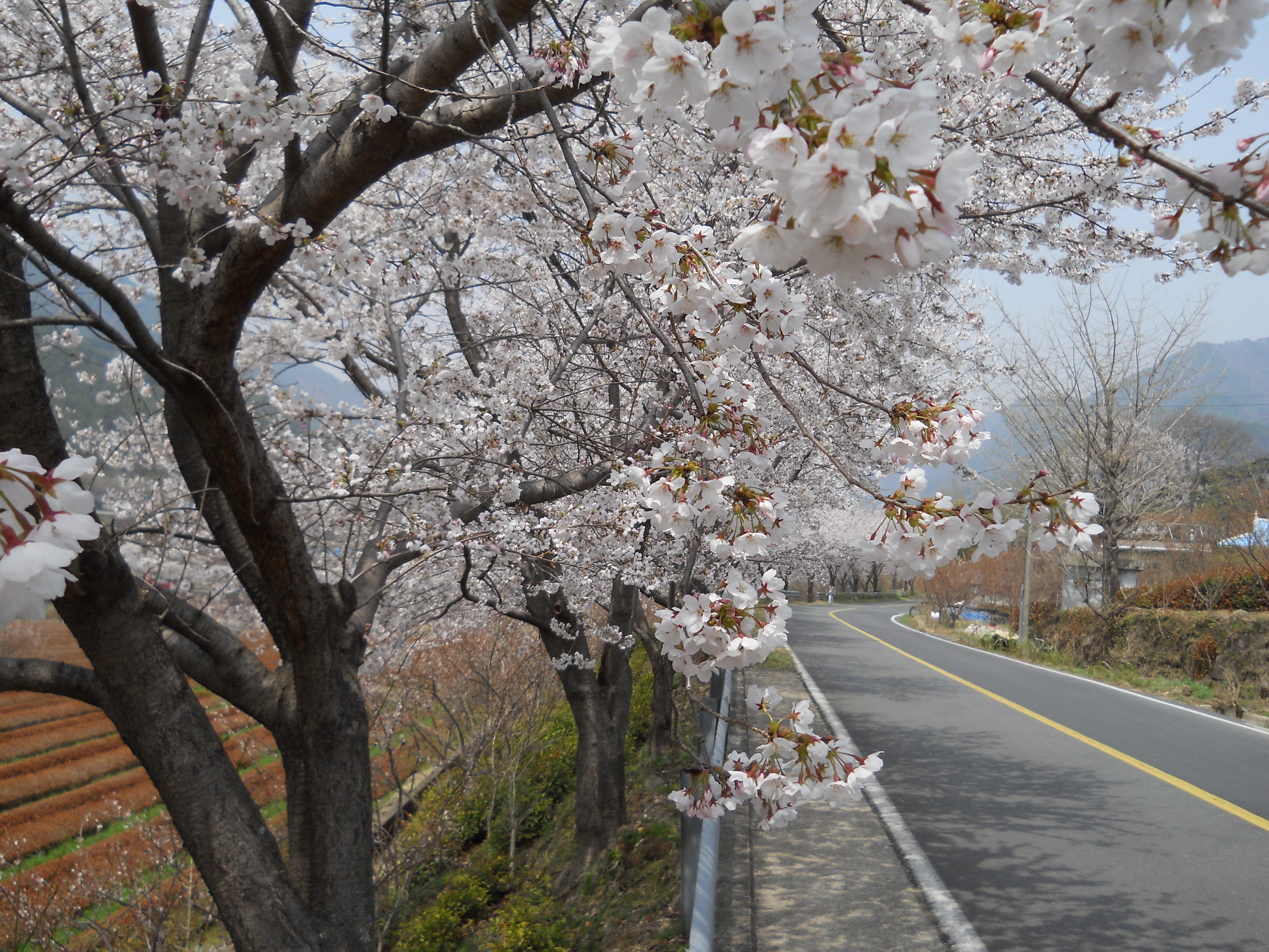 화개장터에서 쌍계사까지 혼례길 하동십리벚꽃길