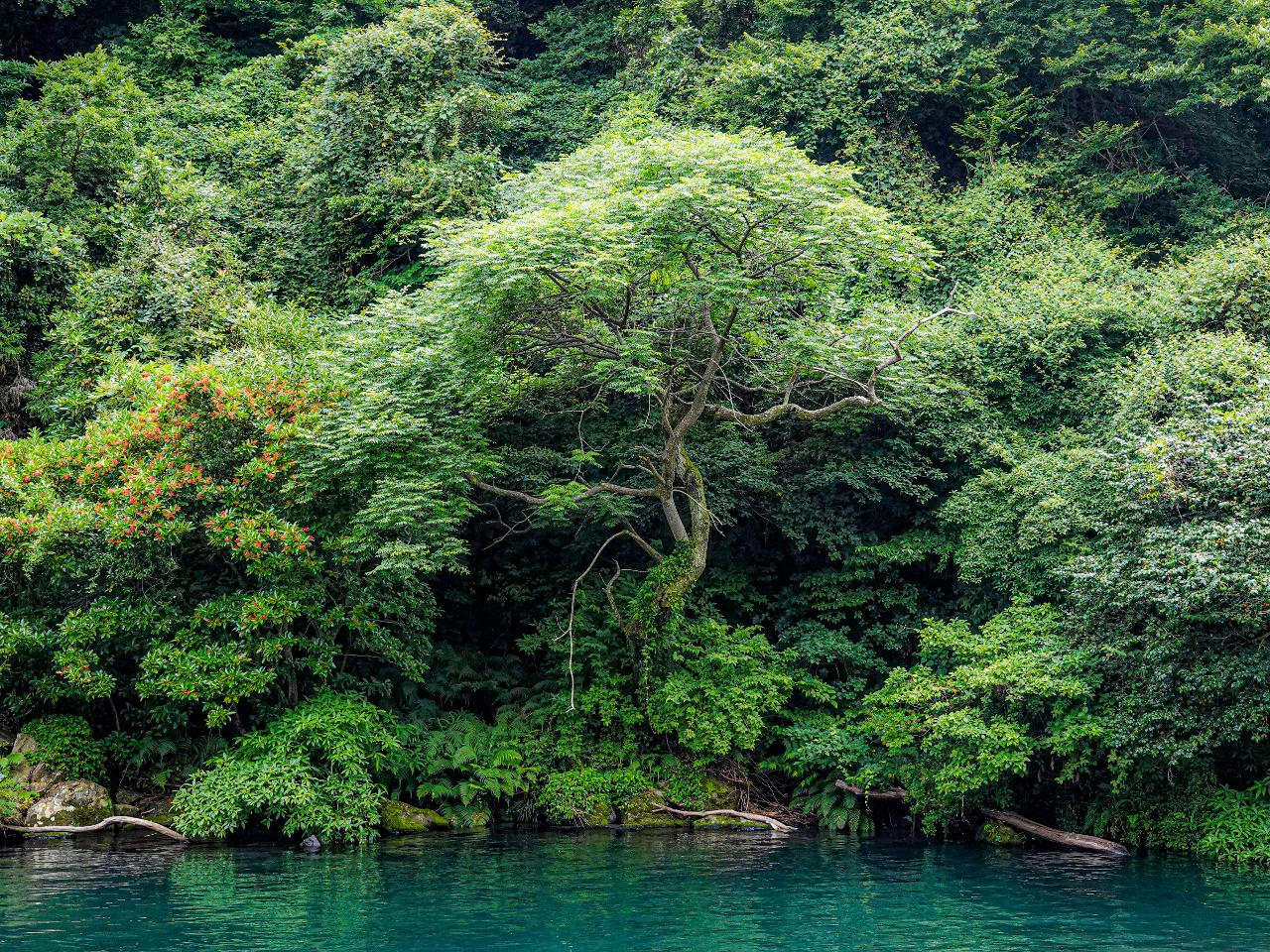 천지연폭포 나무