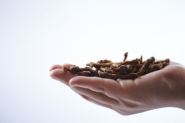 둥글레차 효능&amp;#44; 종류&amp;#44; 재배기간&amp;#44; 부작용등을 알아봤습니다. 둥글레차는 흔하게 먹는 차 종류에 속하지만 카페인이 있어서 조심해야 할 부분도 있습니다. 글을 참고해주세요!