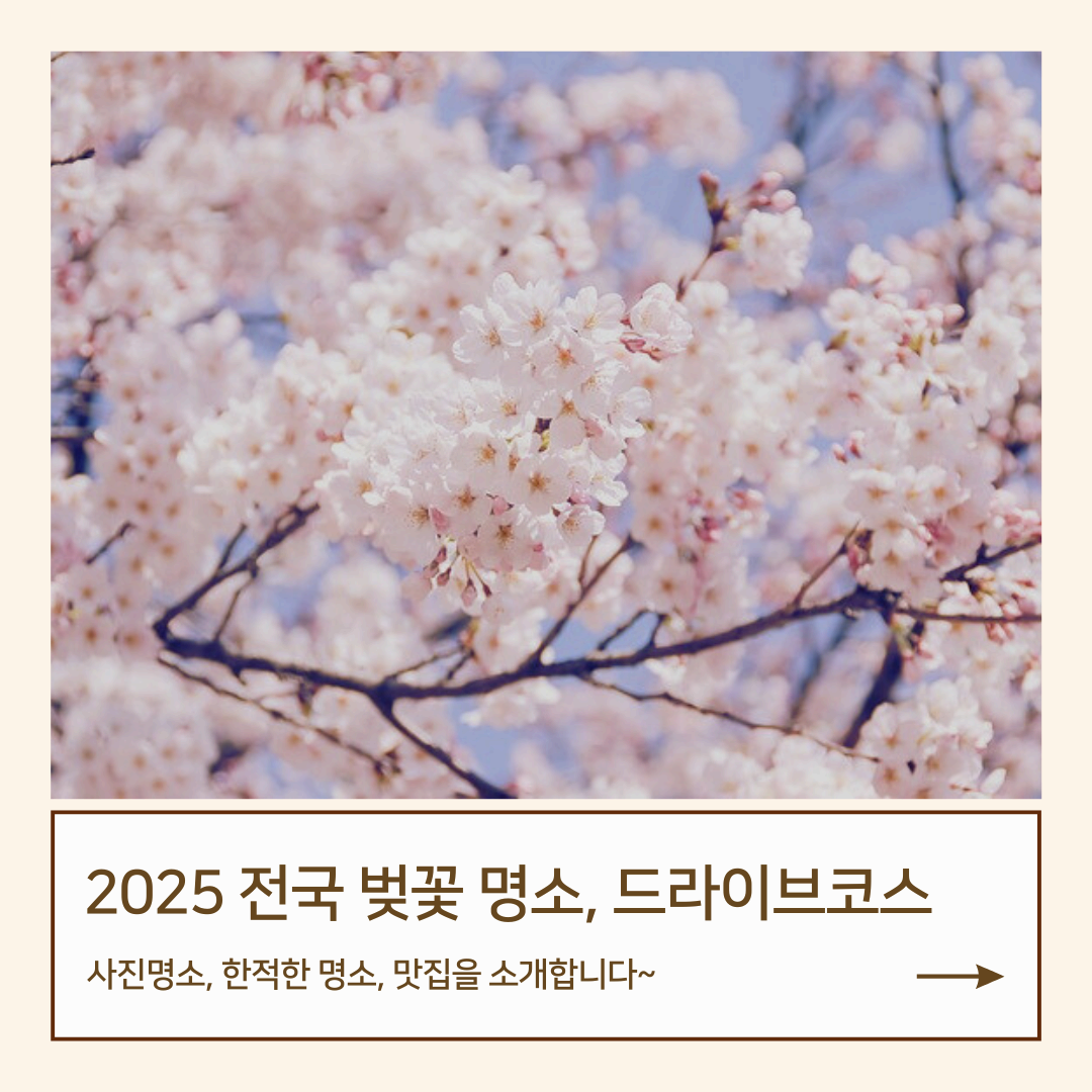 2025 전국 벚꽃 명소 추천! 드라이브 코스부터 사진 명소, 맛집까지 총정리