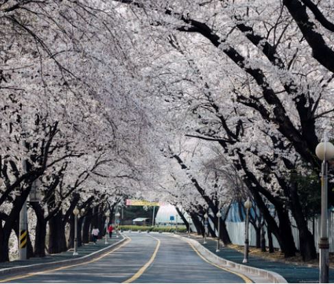 군산 벚꽃