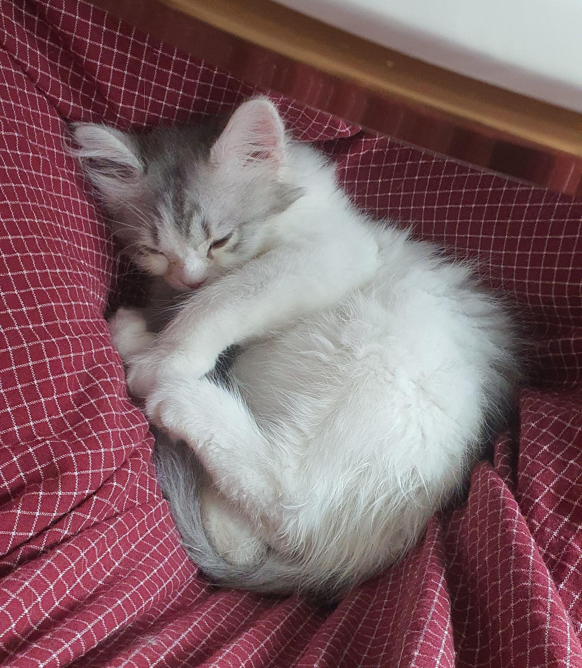 2022.02.26 쿵이는 집사 껌딱지 with 다리 사이