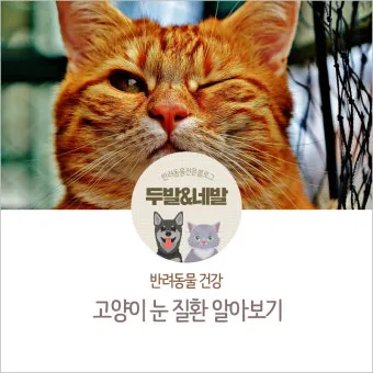 고양이 주요 눈 질환 7가지 증상 원인 치료법_11