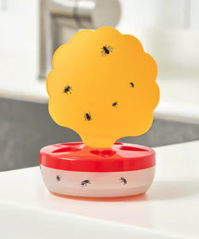 다이소-초파리-퇴치-끈끈이형-트랩