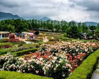 곡성 장미축제_3