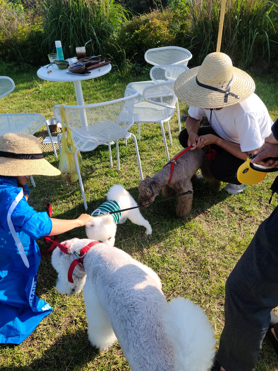 제주도 애견동반카페 추천