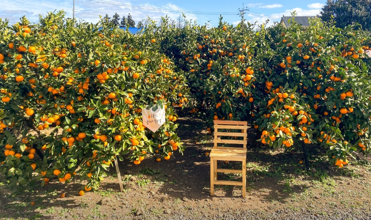 제주하늘바람 감귤