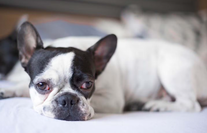 개의 눈이 빨갛고 충혈