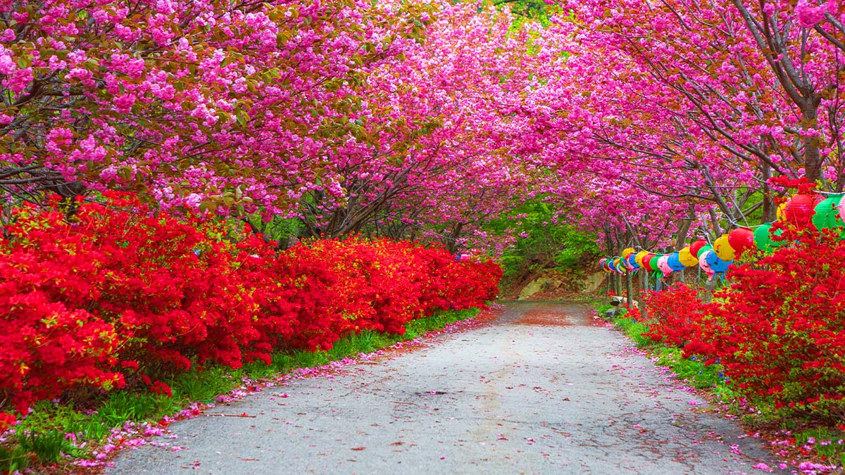  서산 문수사 겹벚꽃 