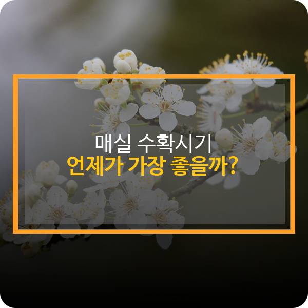 매실 수확시기