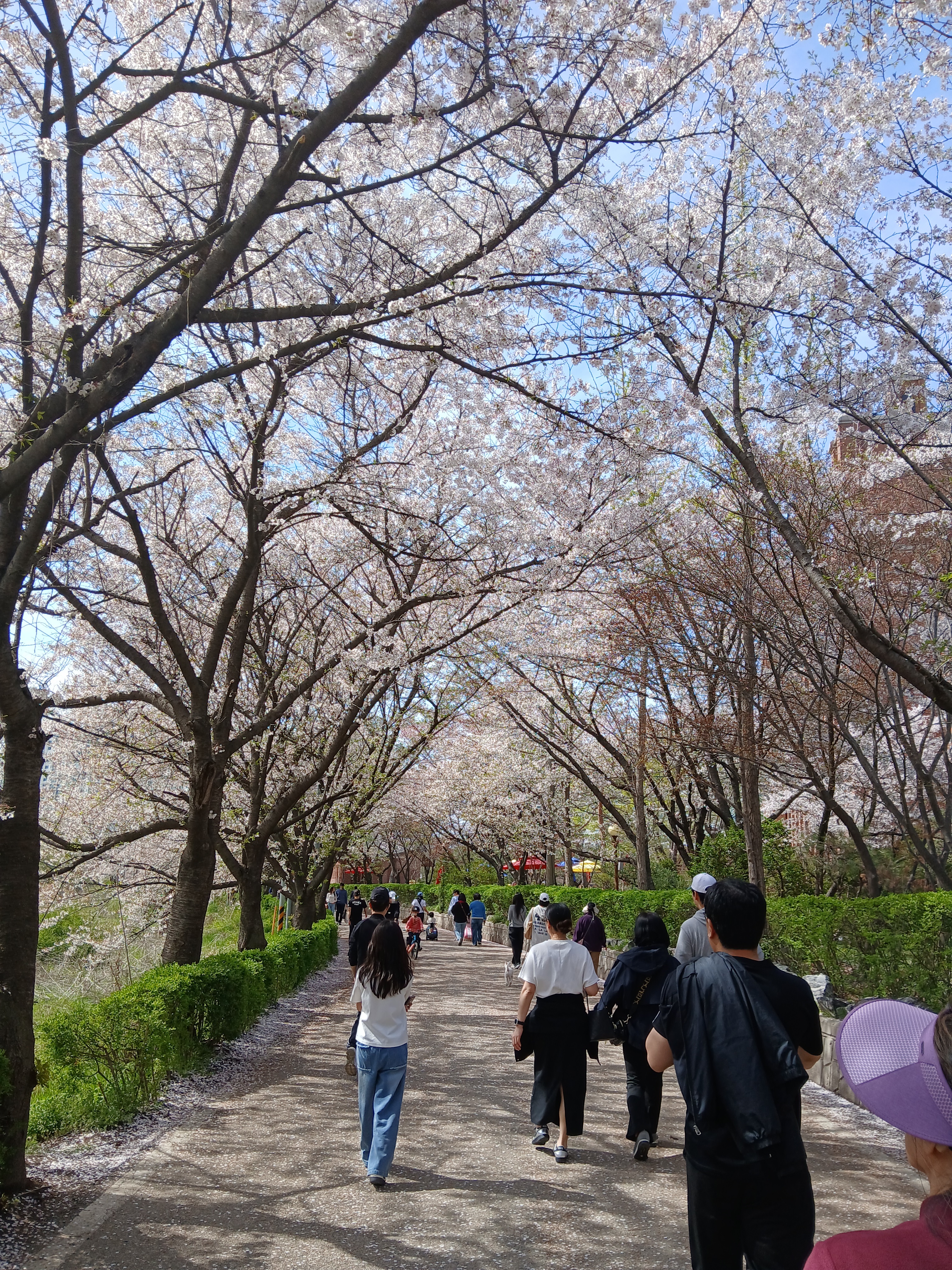 2026 서호공원 벚꽃길