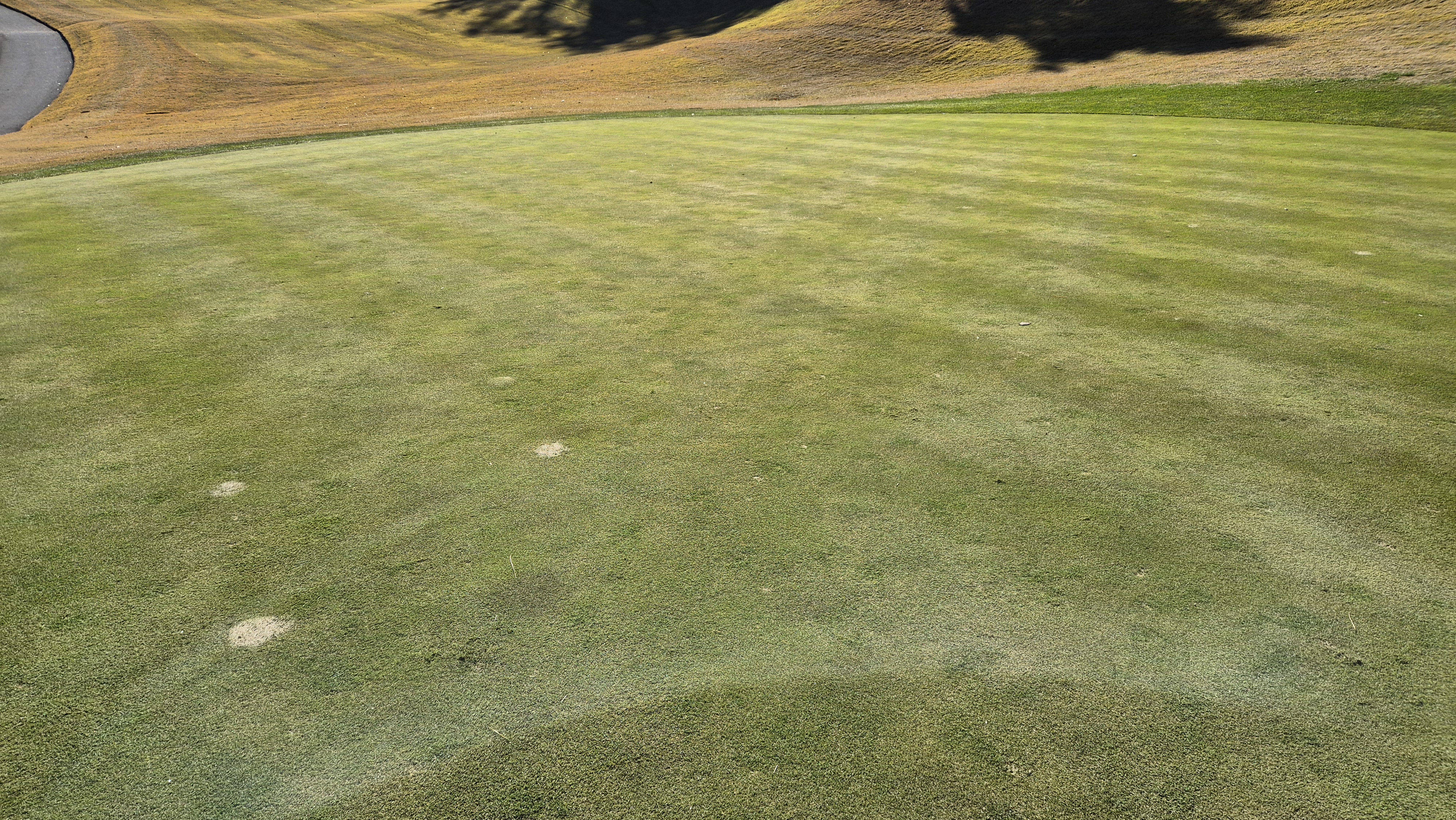 레이캐슬cc 그린관리상태