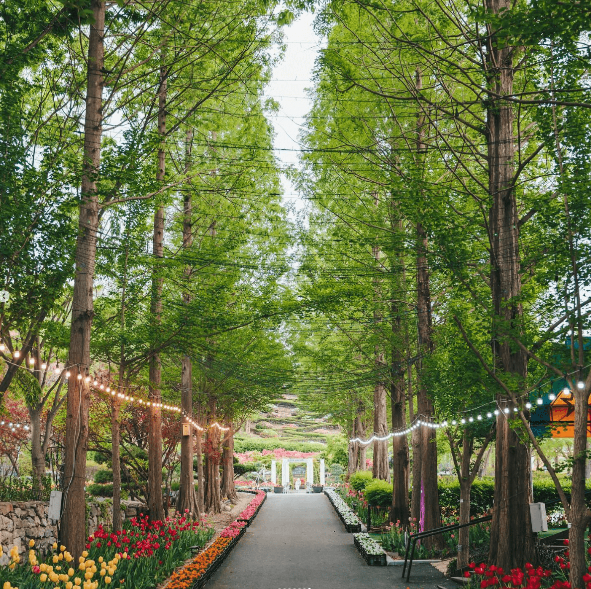 2024 봄축제 봄여행지