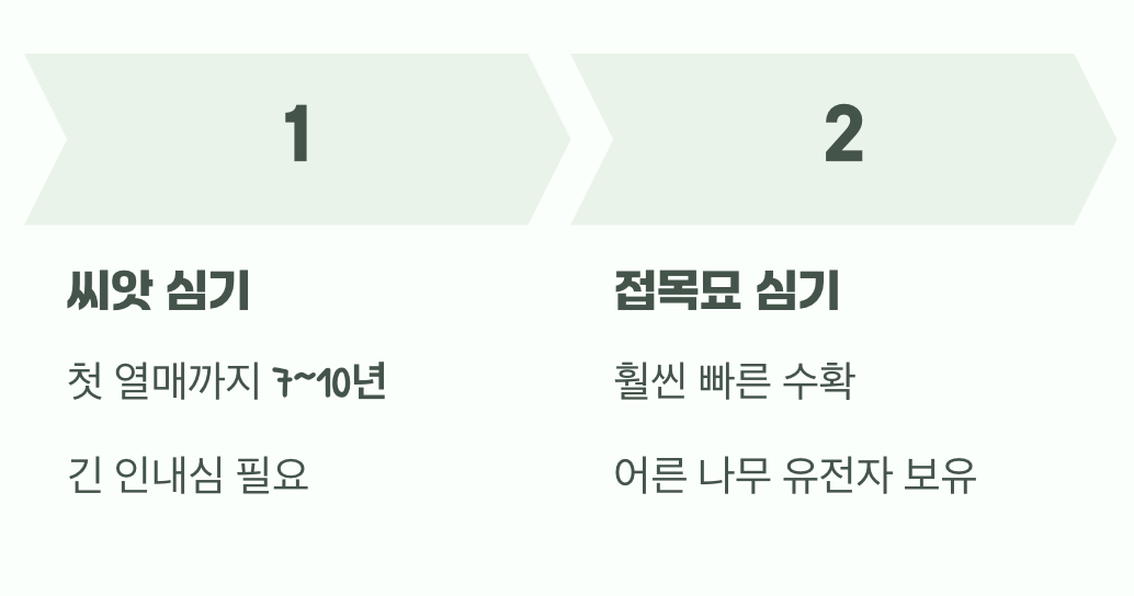 씨앗이냐, 묘목이냐 그것이 문제로다