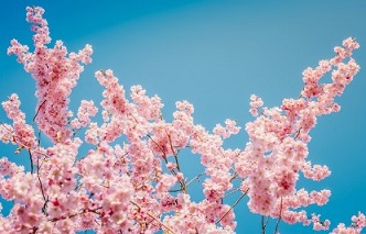 진해 군항제 벚꽃축제