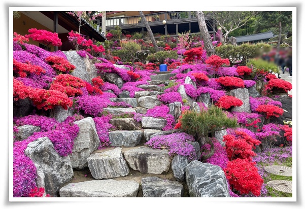 "영산홍" 봄날을 물들이는 활짝 핀 주홍빛 유혹의 매혹적인 꽃!