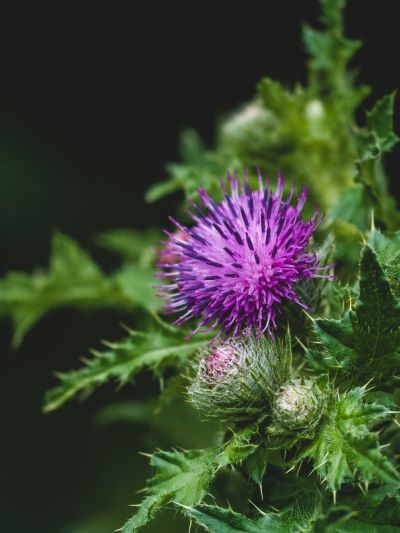 밀크씨슬(Milk Thistle)은 엉겅퀴과에 속하는 식물