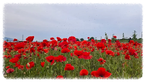 대동생태체육공원