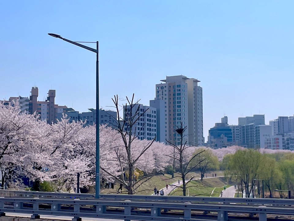 벚꽃