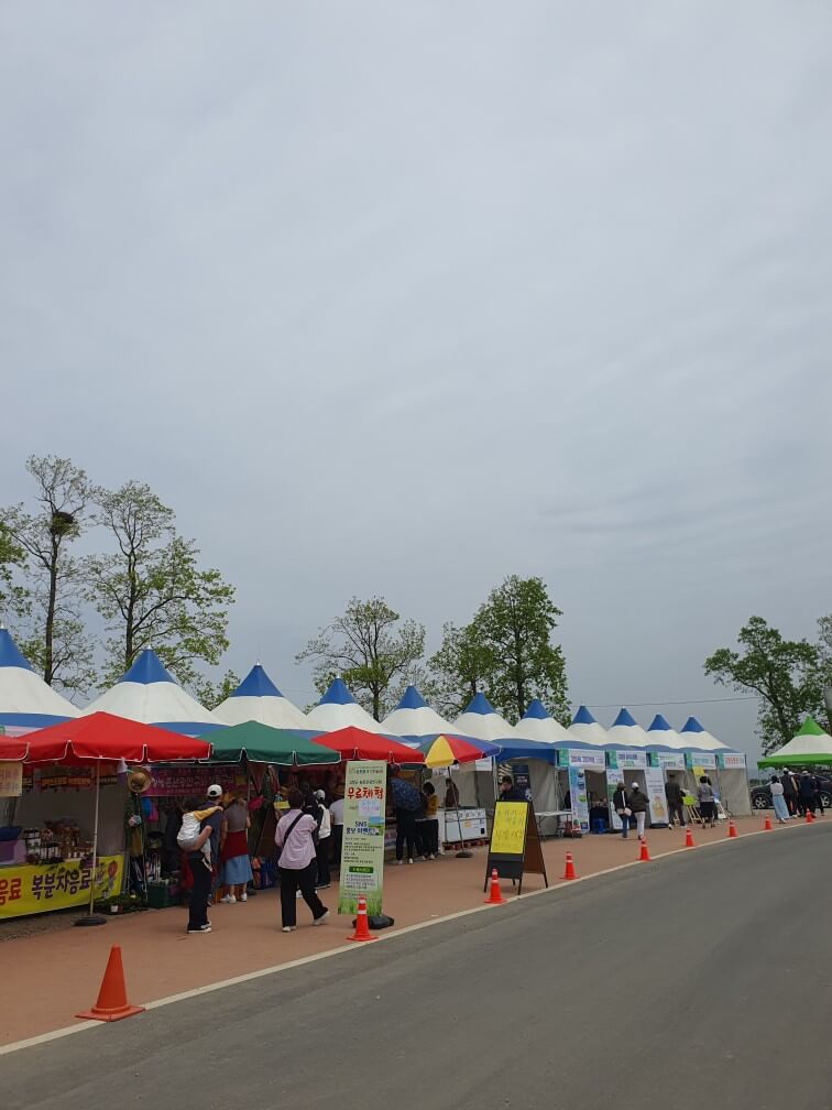 고창 청보리밭 축제