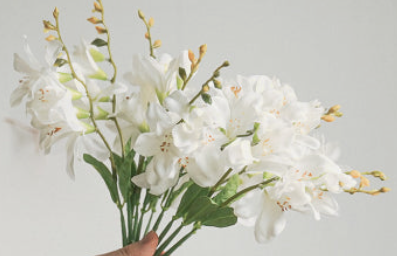 프리지아 색깔별 꽃말