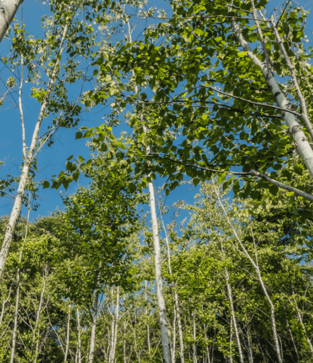에버랜드 은행나무숲 예약